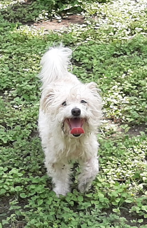 Max