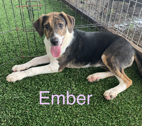 Ember