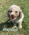 Porridge