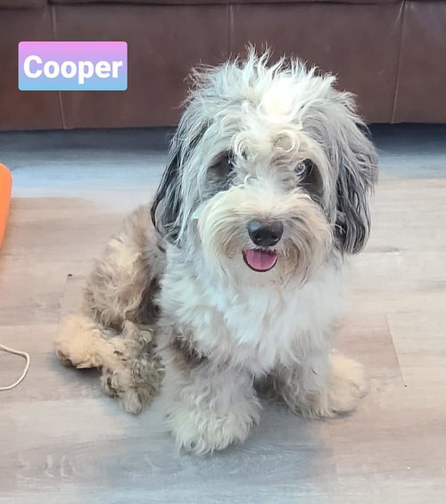 Cooper