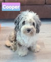 Cooper