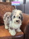 Cooper