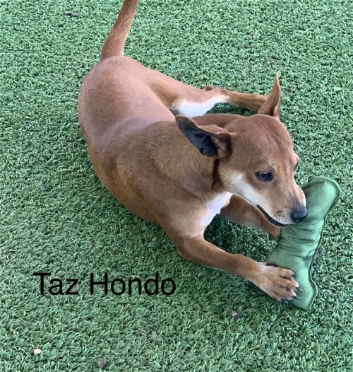 Taz Hondo