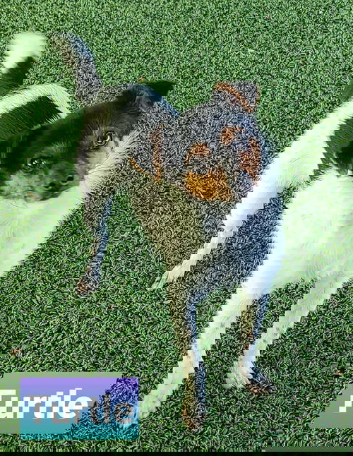 Turtle