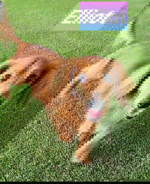 Elliot