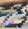 Ozzie