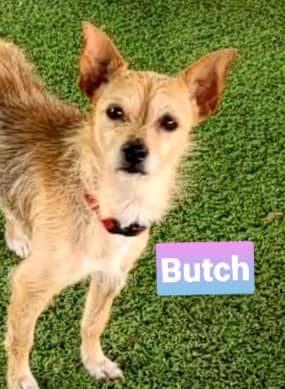 Butch