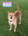 Butch