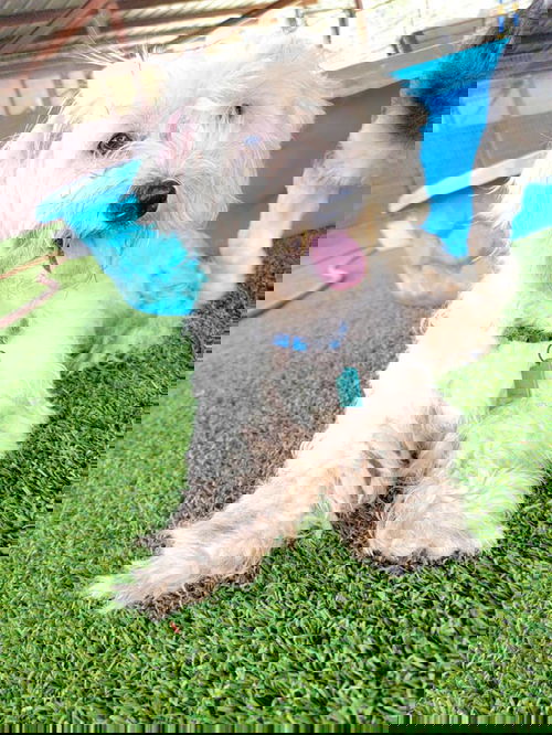 Nico