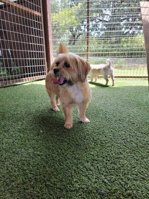 Cooper