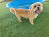 Cooper