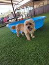 Cooper