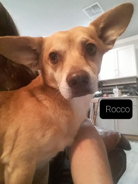 Rocco