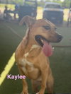 Kaylee