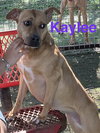 Kaylee