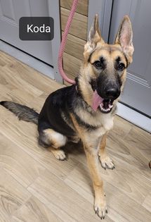 Koda