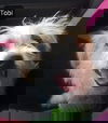 Tobi
