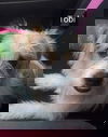 Tobi