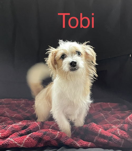 Tobi
