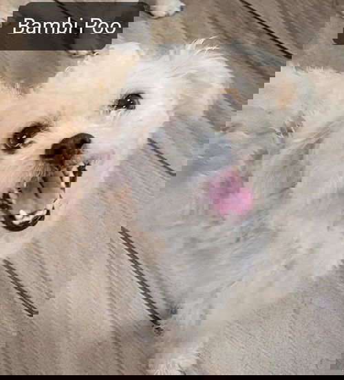 Bambi Poo