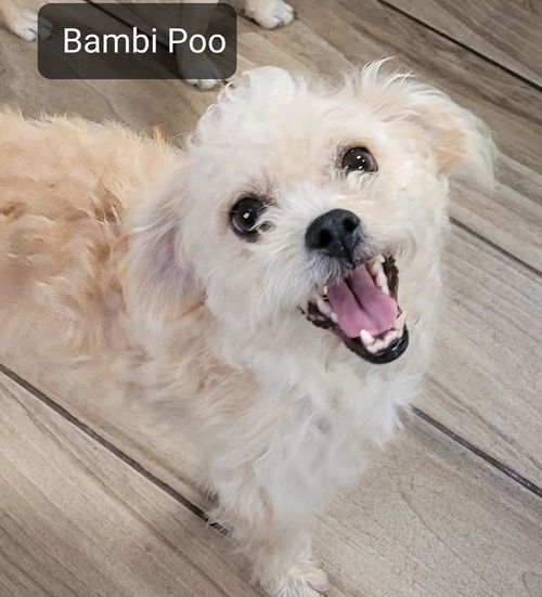 Bambi Poo