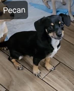 Pecan