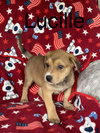 Lucille