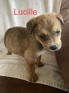 Lucille