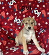 Levi