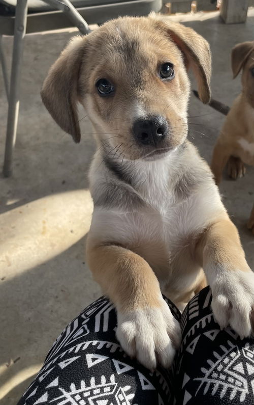 Levi