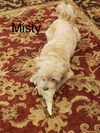 Misty