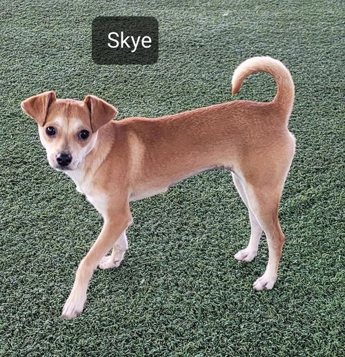Skye