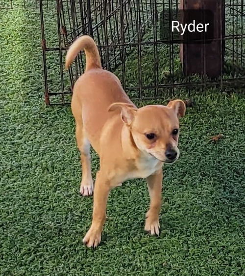 Ryder