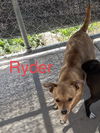 Ryder