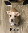 Polar