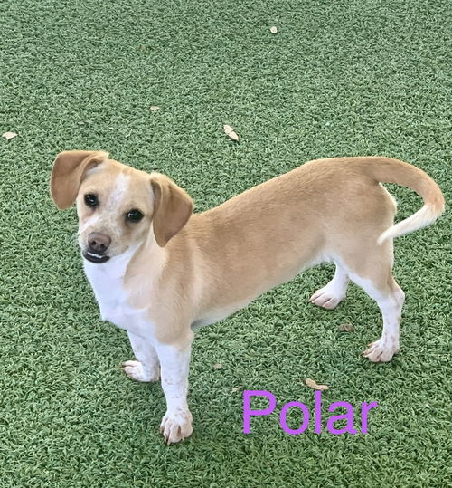Polar