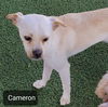 Cameron