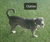 Clarise