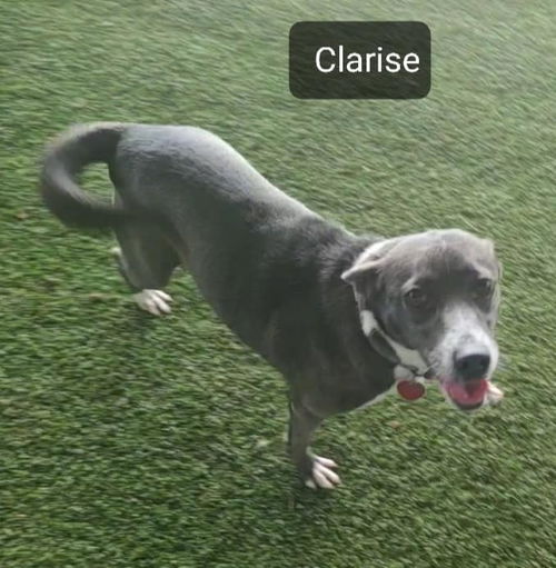 Clarise