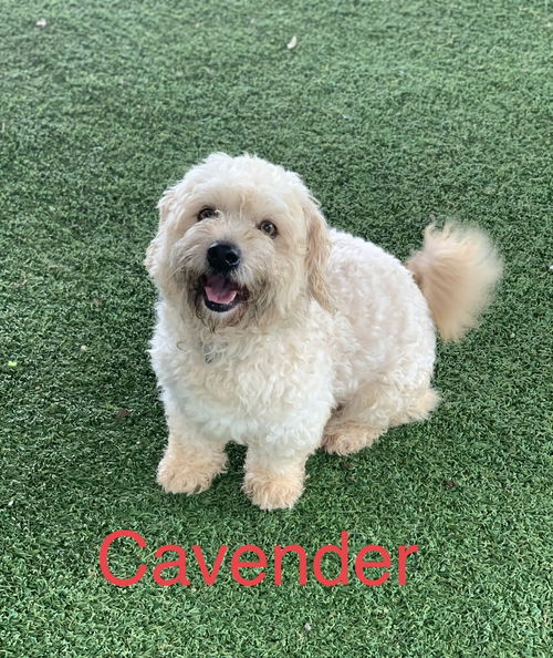 Cavender