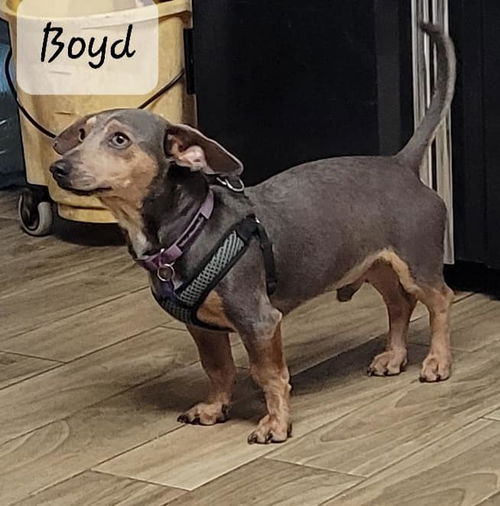 Boyd