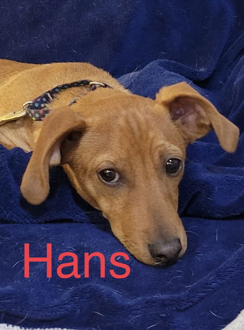 Hans
