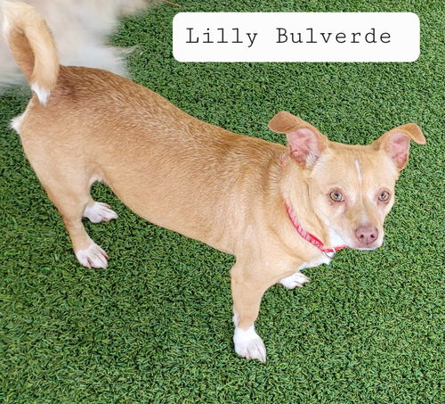 Lilly Bulverde