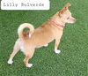 Lilly Bulverde