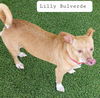 Lilly Bulverde