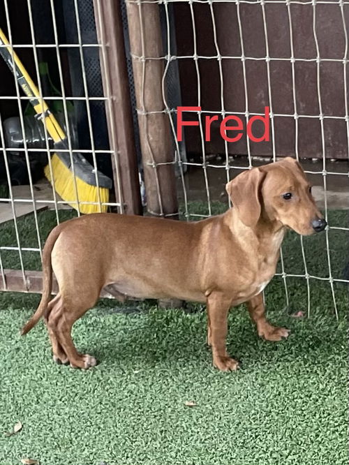 Fred