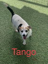 Tango