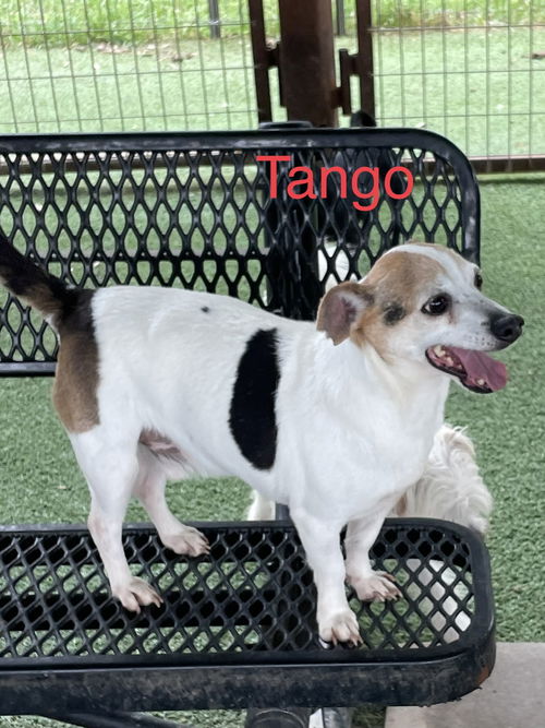 Tango