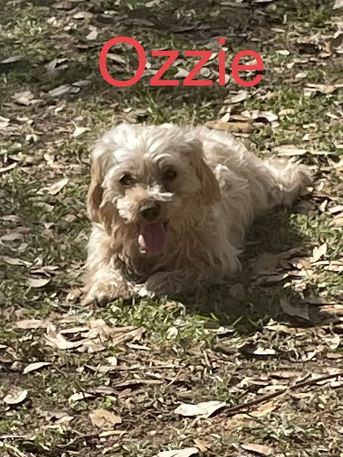 Ozzie