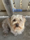 Ozzie